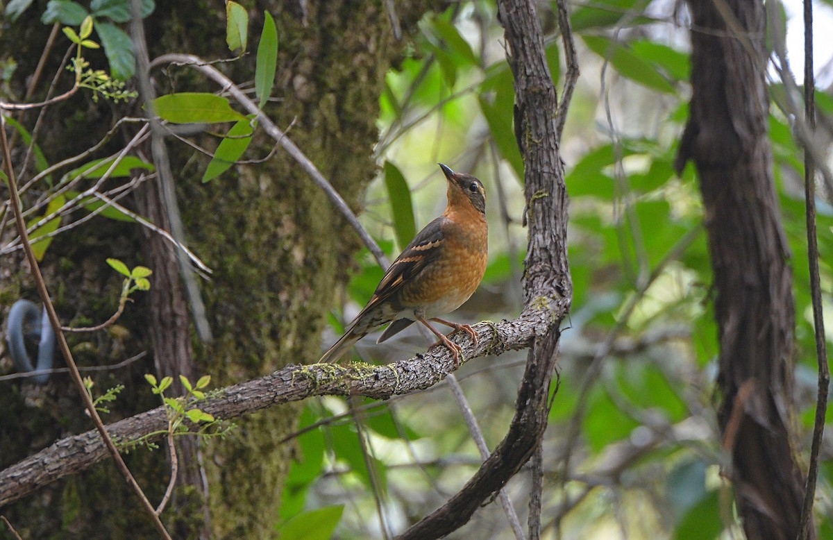 Varied Thrush - ML92105371