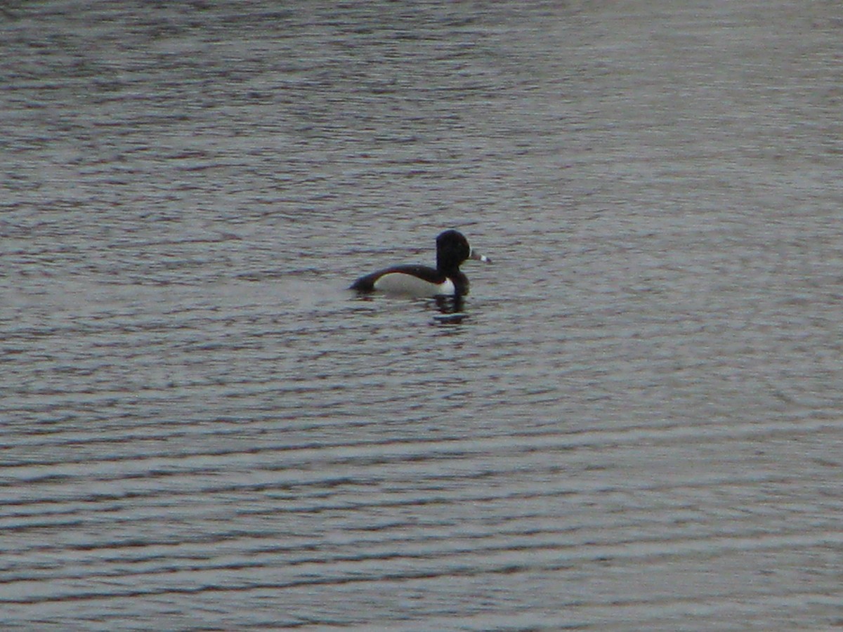 Ring-necked Duck - ML92105531