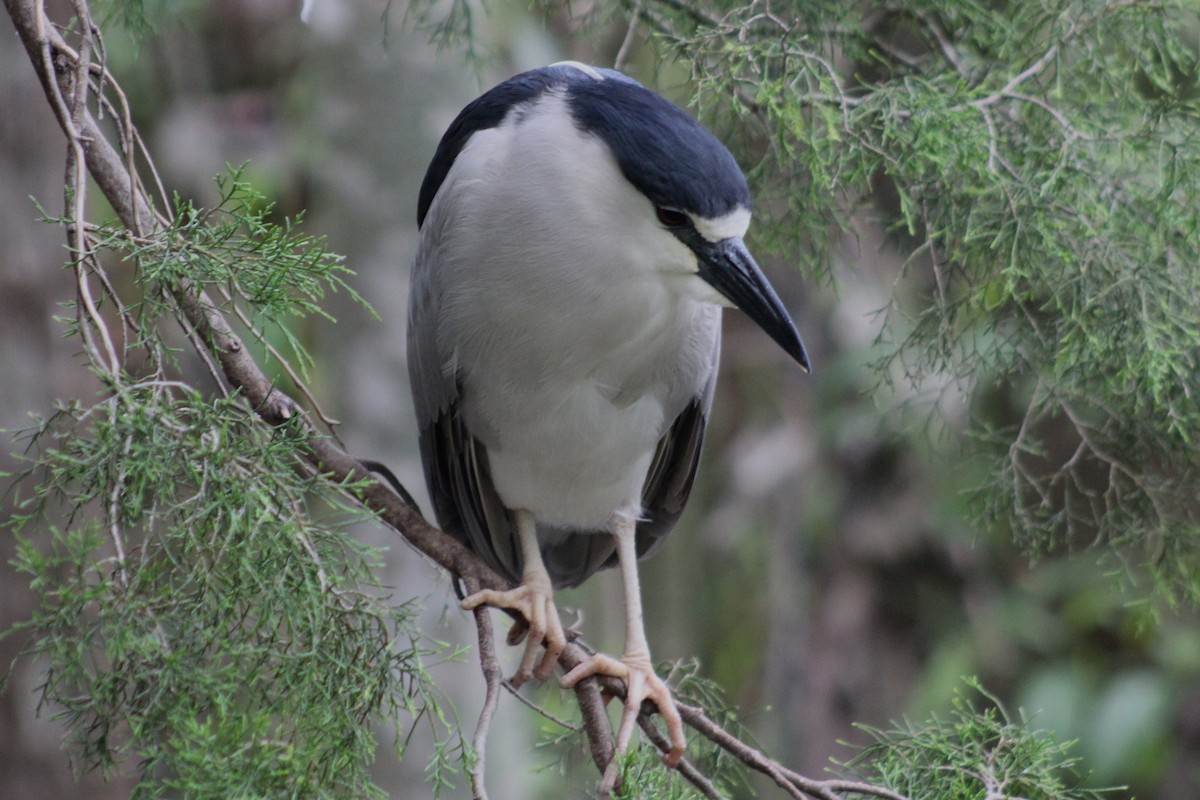 Black-crowned Night Heron - ML92105681