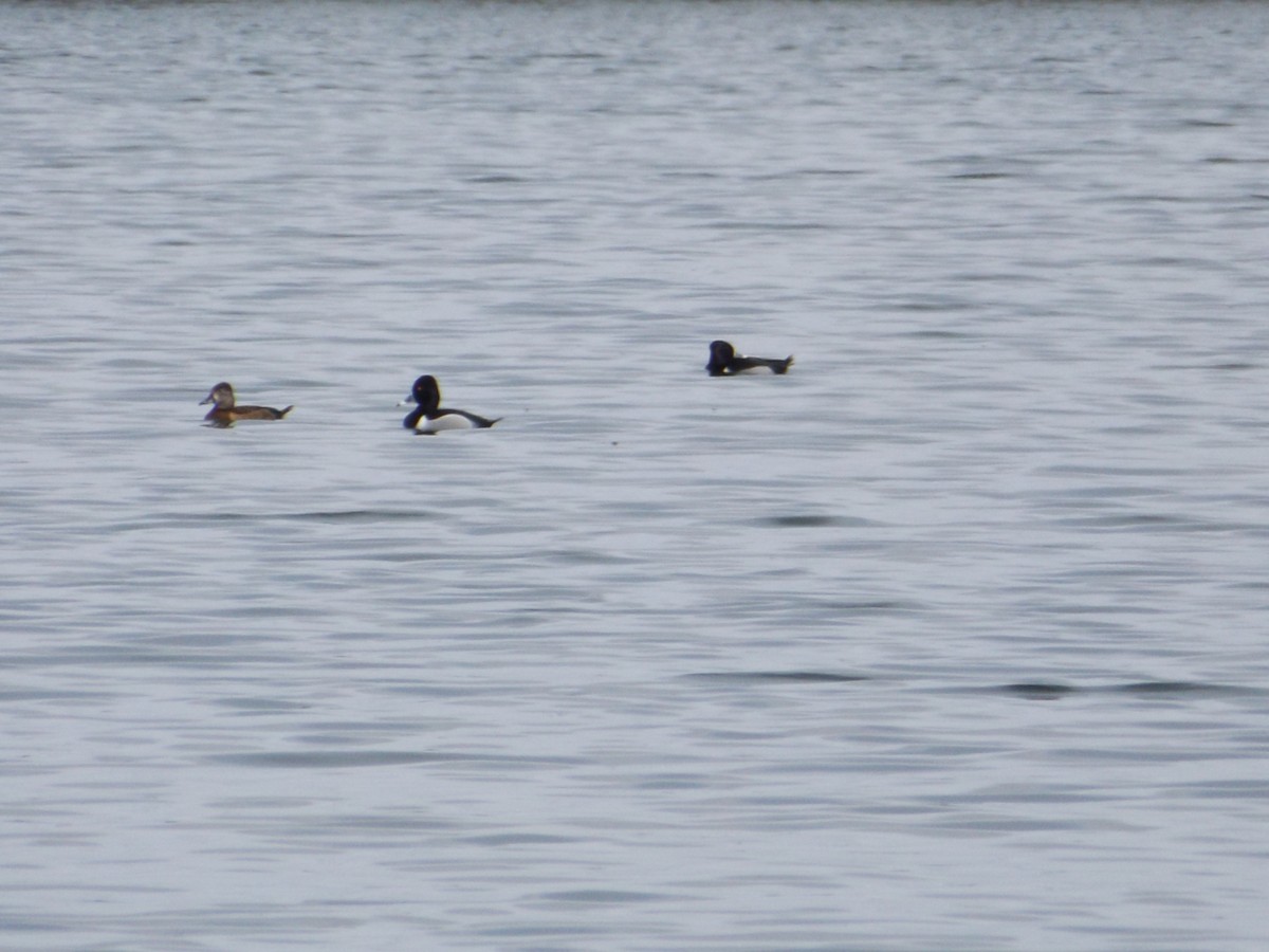 Ring-necked Duck - ML92105711