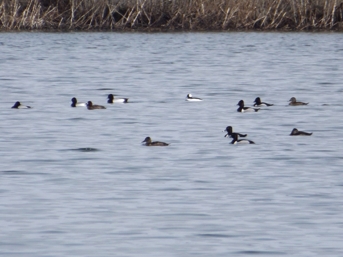 Ring-necked Duck - ML92105731