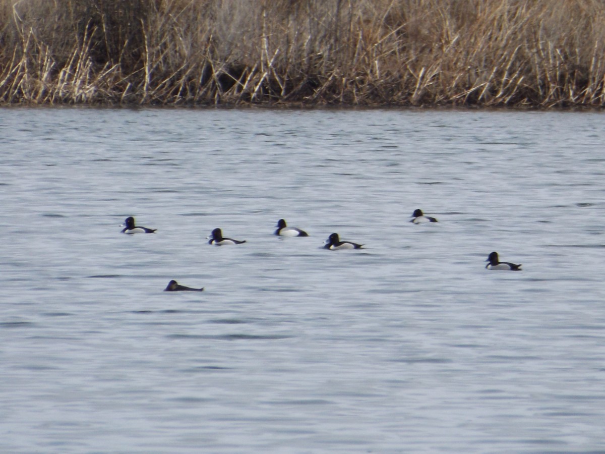 Ring-necked Duck - ML92105741