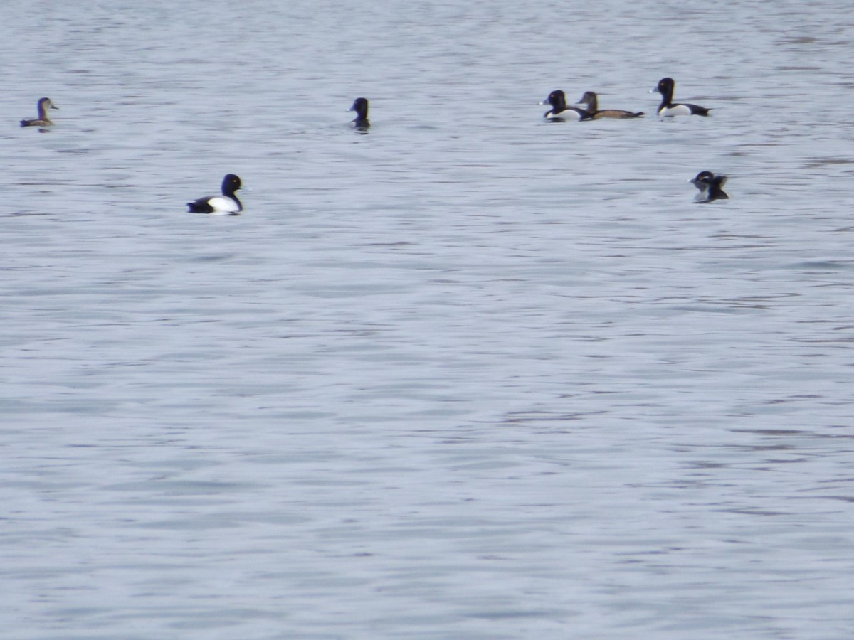 Lesser Scaup - ML92105961