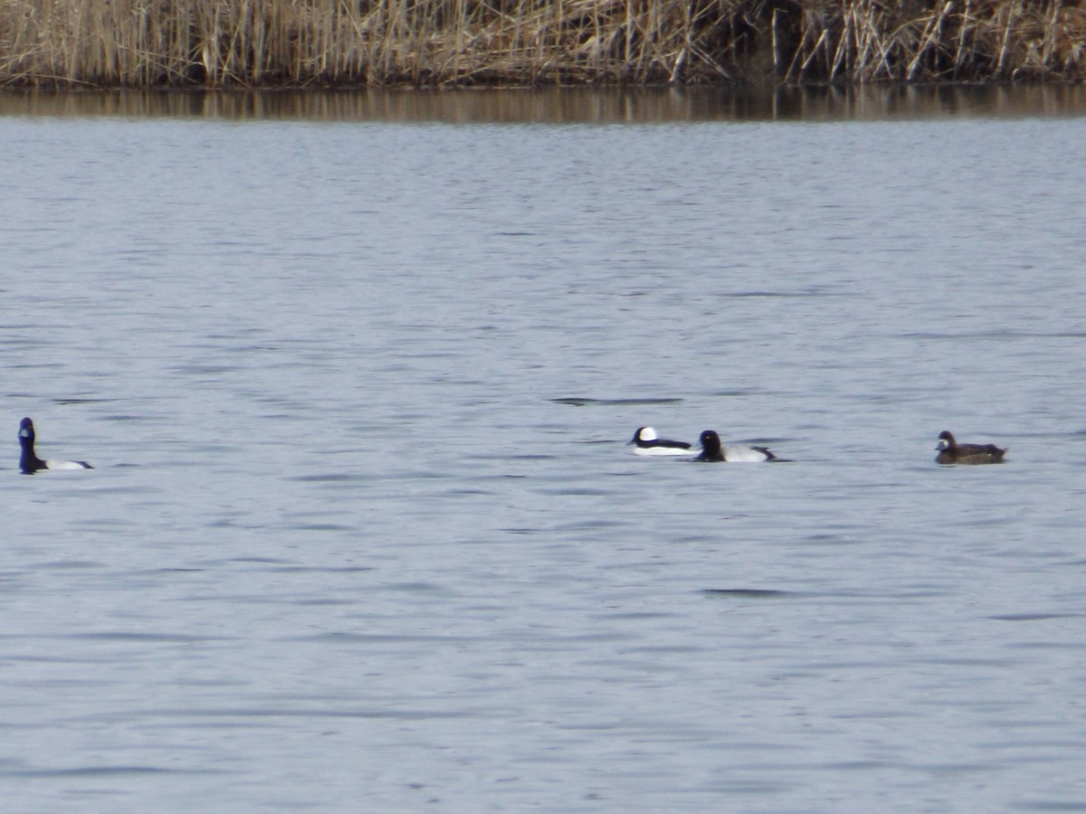 Lesser Scaup - ML92105981