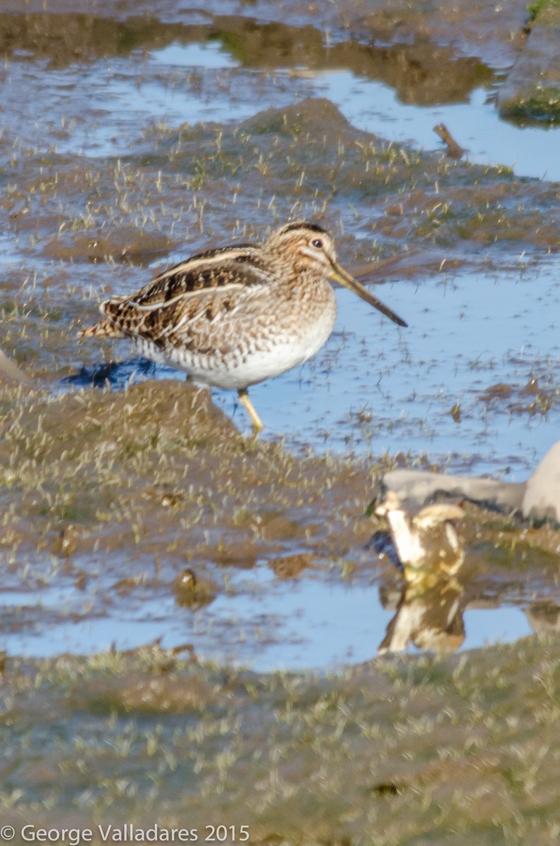 Wilson's Snipe - ML92106501