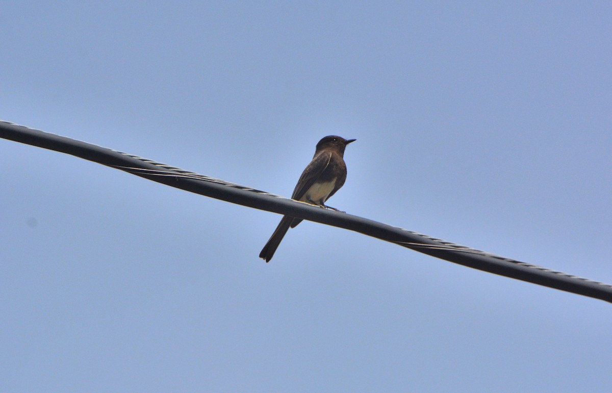 Black Phoebe - Douglas Hall