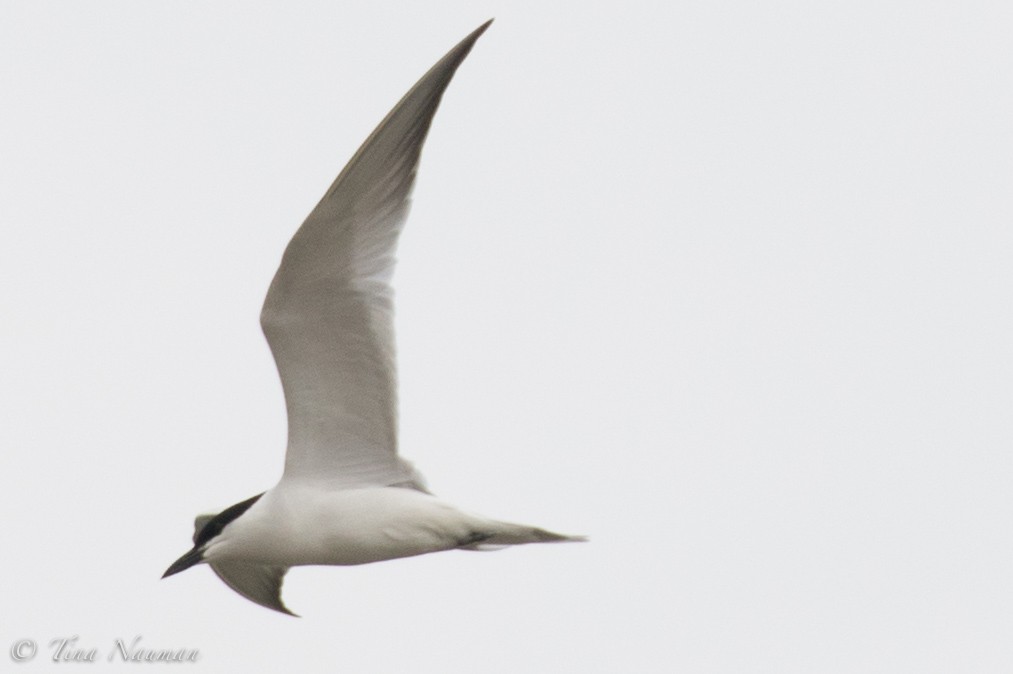 Бахим хараалай - ML92108271