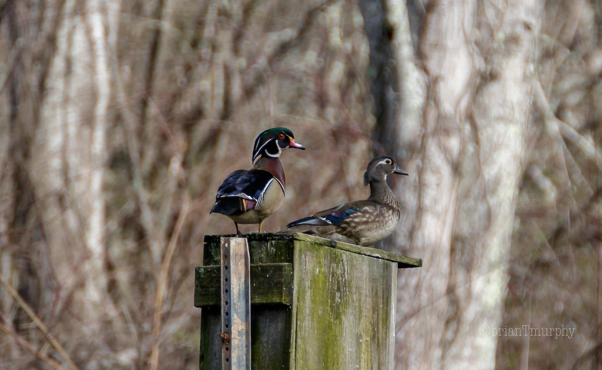 Wood Duck - Brian Murphy