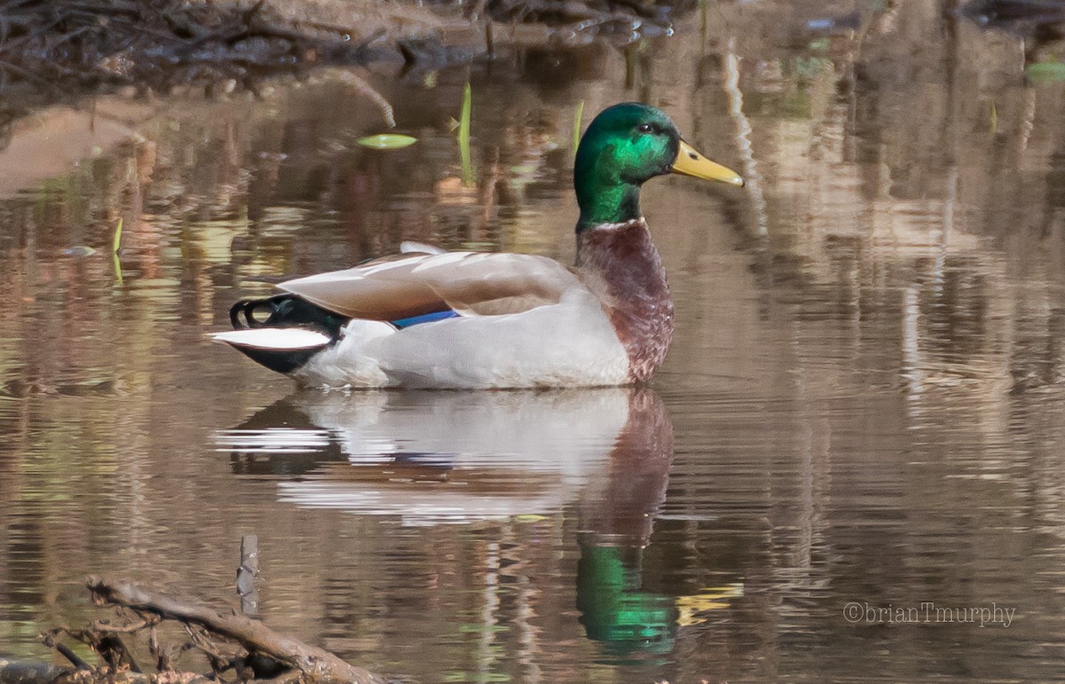 Mallard (Domestic type) - ML92108691