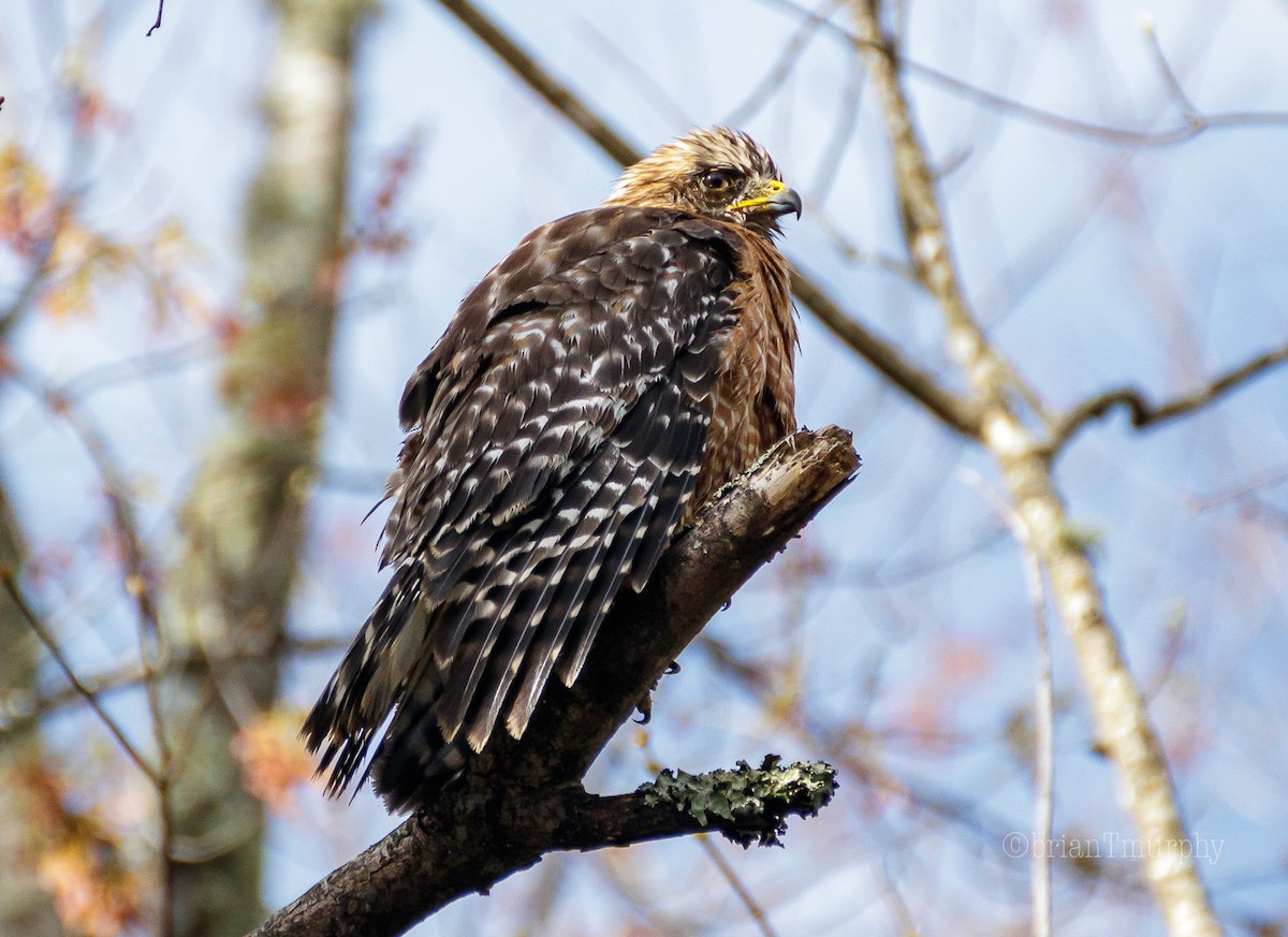 Red-shouldered Hawk - ML92108751