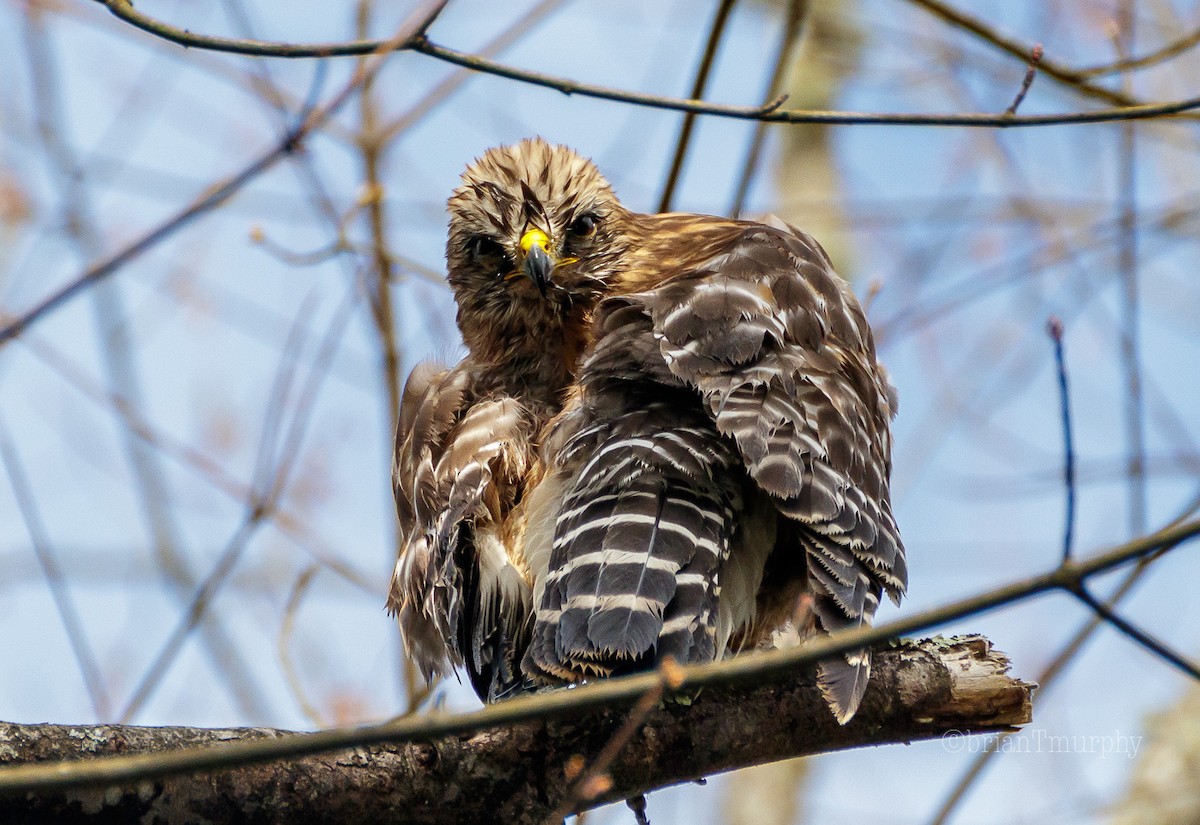 Red-shouldered Hawk - Brian Murphy