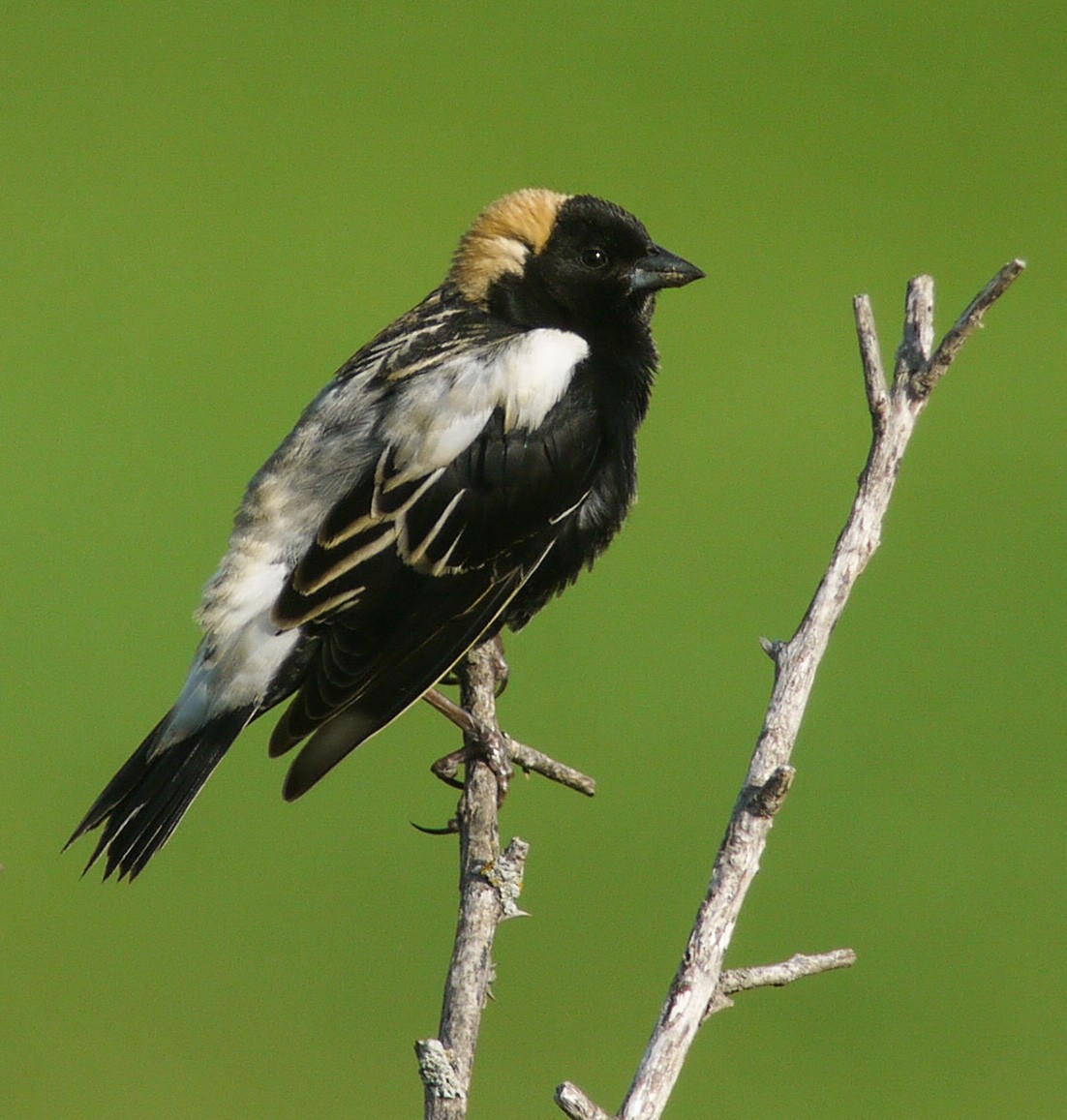 Bobolink - Dale Bonk