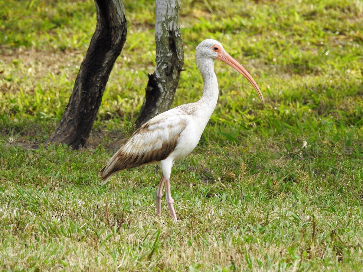 ibis bílý - ML92109401