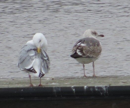 Lesser Black-backed Gull - ML92111541