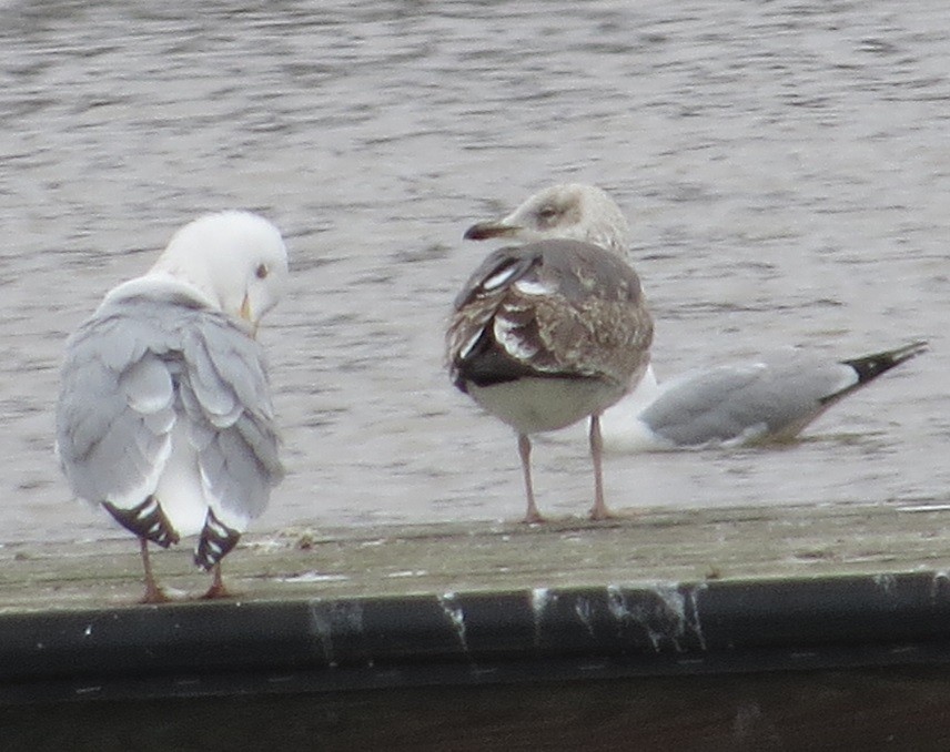 Lesser Black-backed Gull - ML92111561