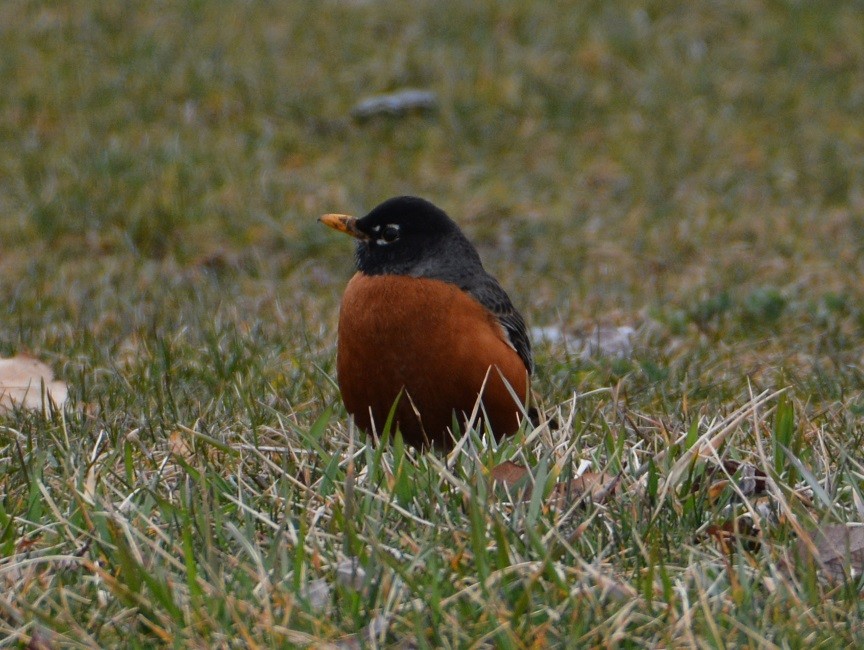 American Robin - ML92111661