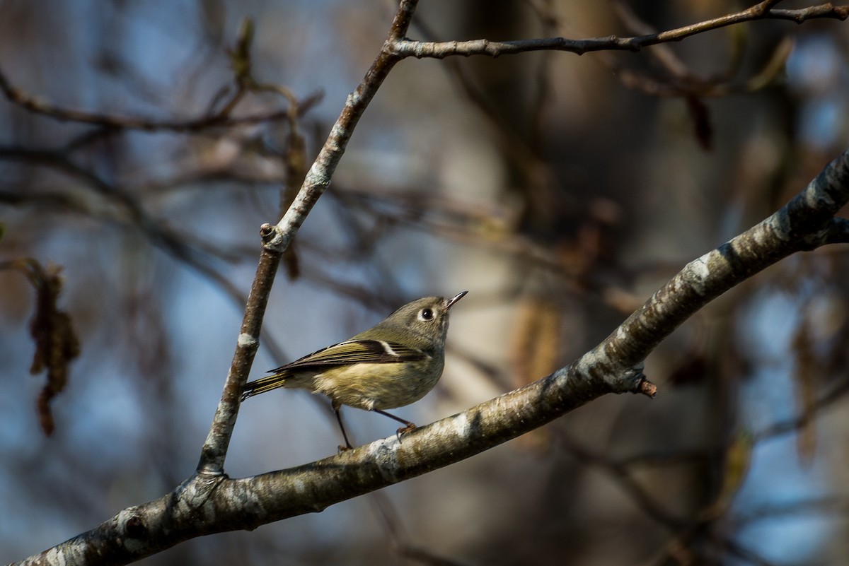 Ruby-crowned Kinglet - Darren Kirby