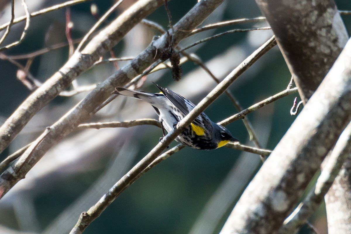 Yellow-rumped Warbler - ML92112221