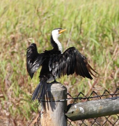 Little Pied Cormorant - ML92112781