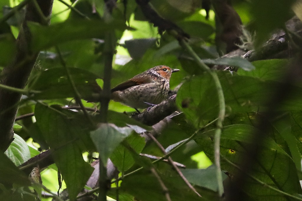 Mottled Berryhunter - ML92114361