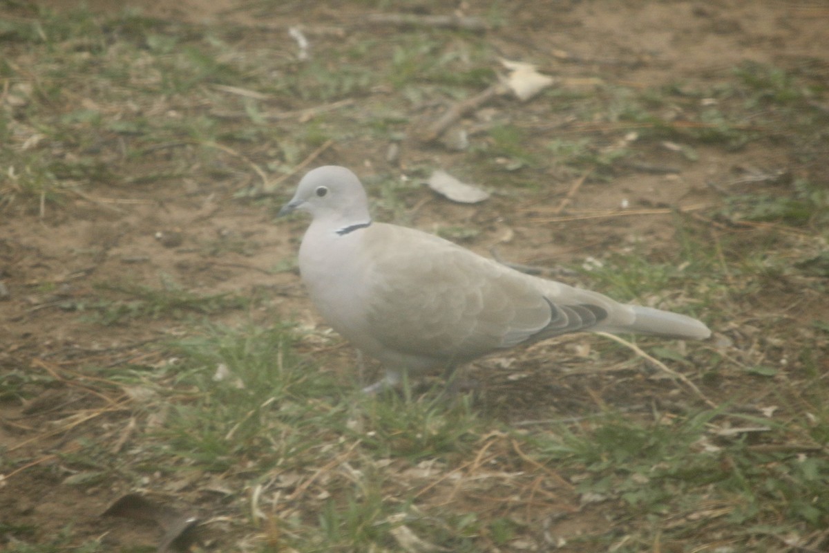 Eurasian Collared-Dove - ML92118761