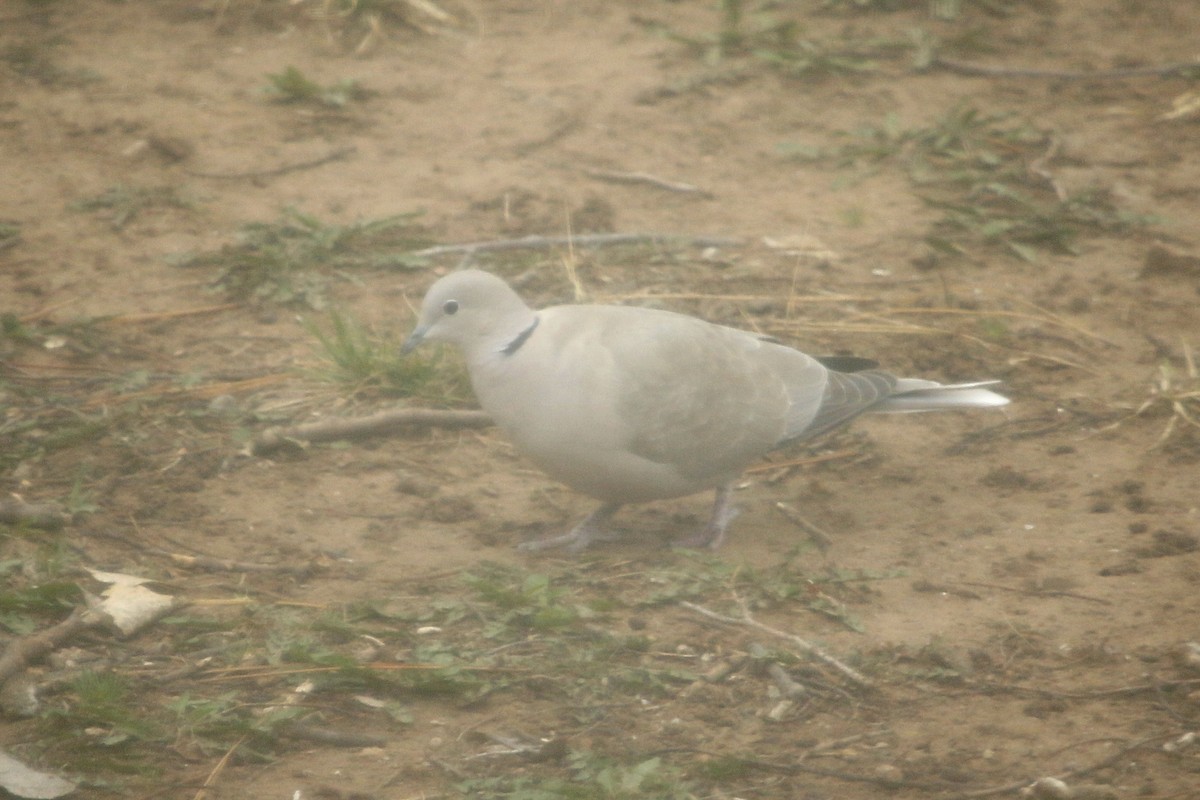 Eurasian Collared-Dove - ML92119141