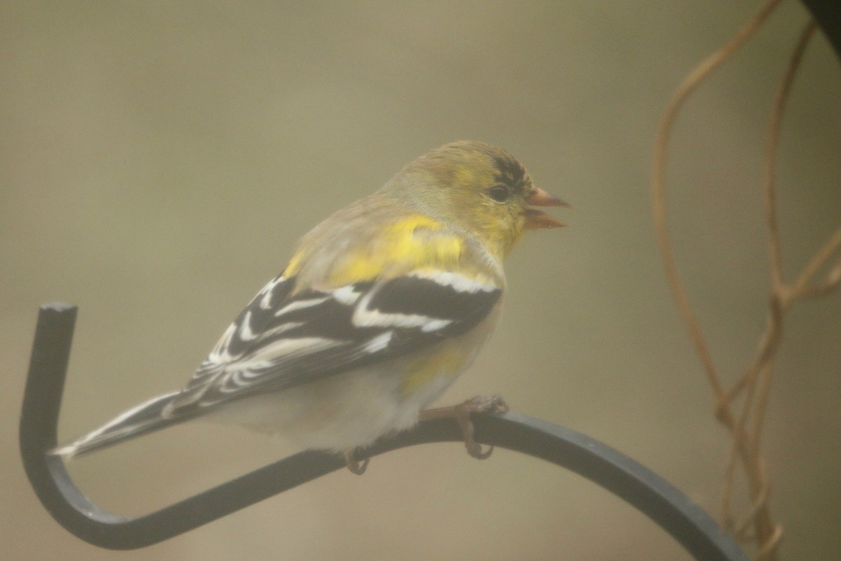 American Goldfinch - ML92119591