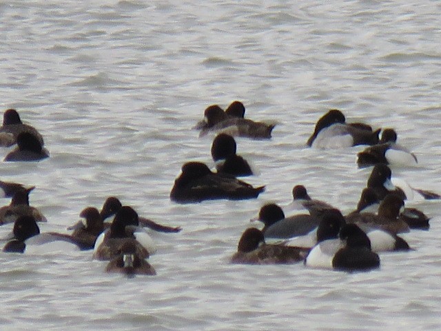 Surf Scoter - ML92120201