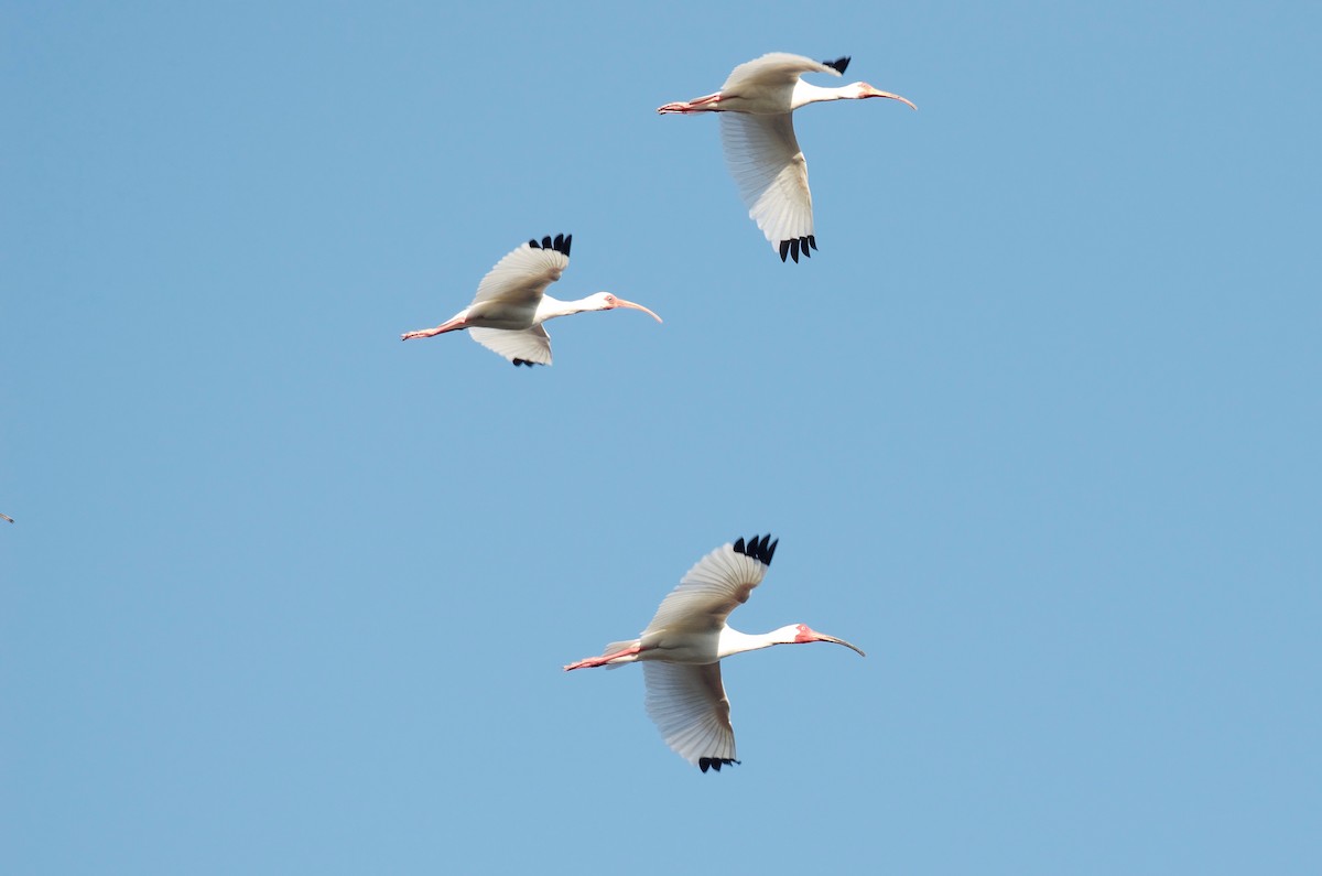 White Ibis - ML92120661