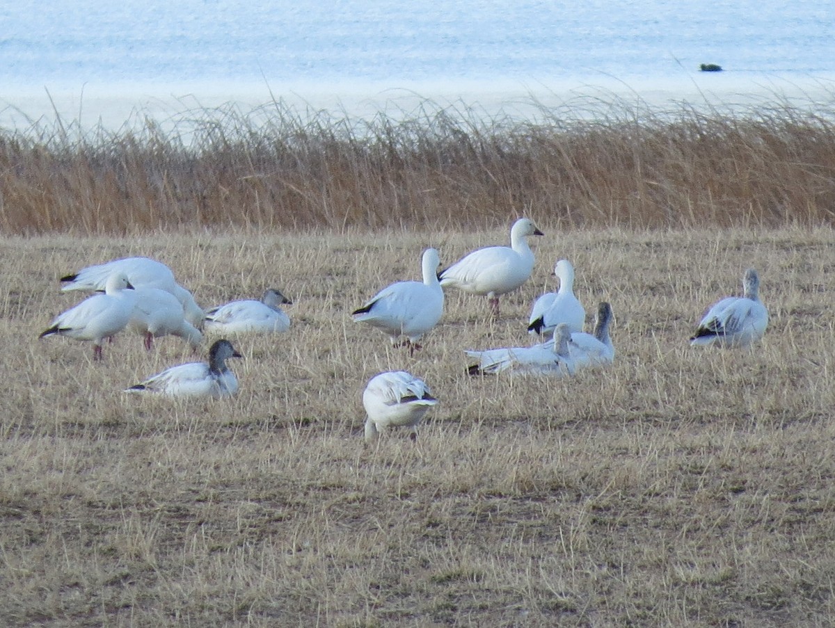 Snow Goose - ML92121491