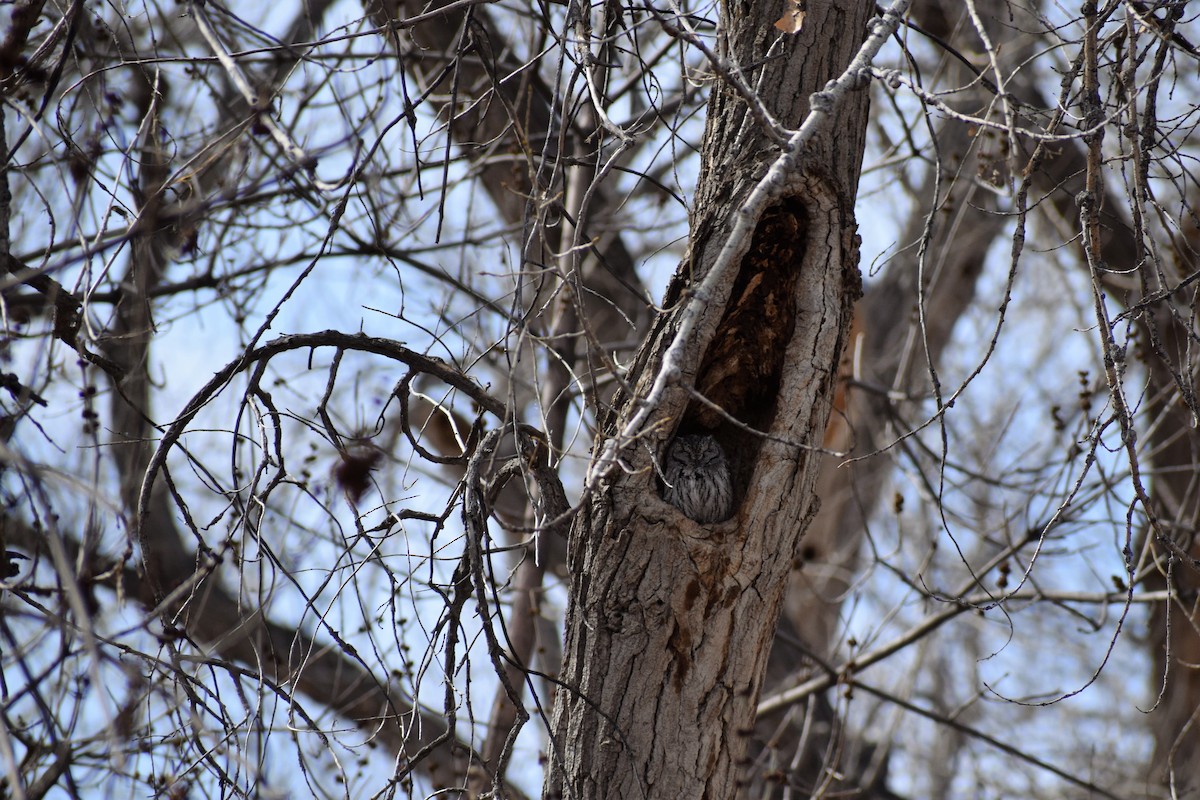 Western Screech-Owl - ML92122421