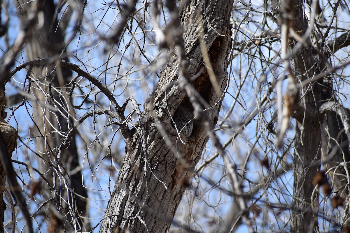 Western Screech-Owl - ML92122431