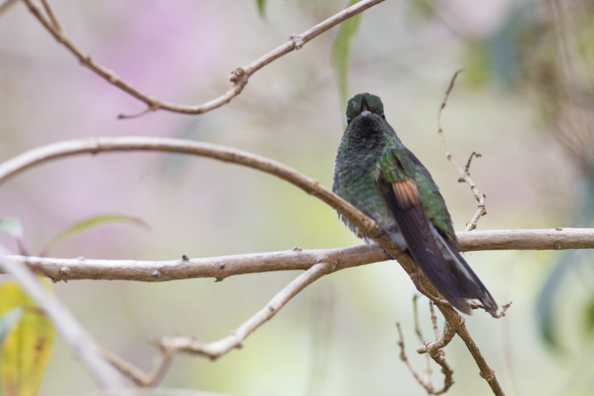 kolibřík páskoocasý - ML92123961