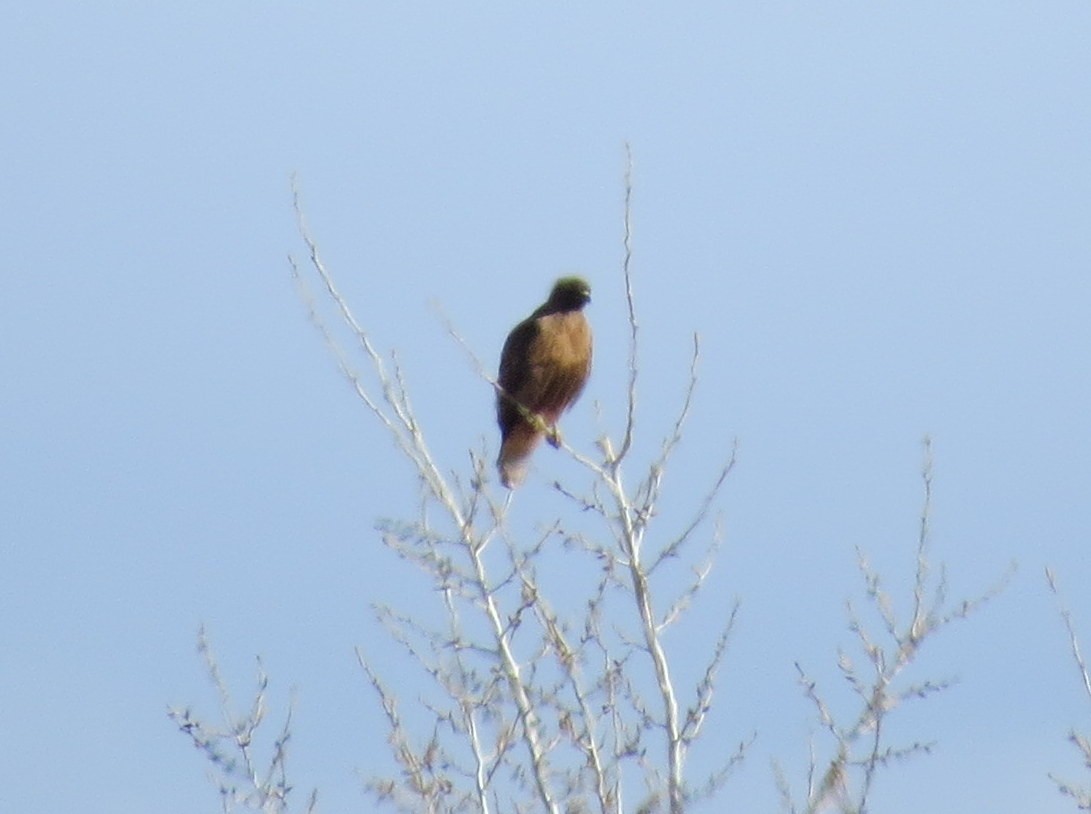 Red-tailed Hawk (calurus/alascensis) - Todd Deininger