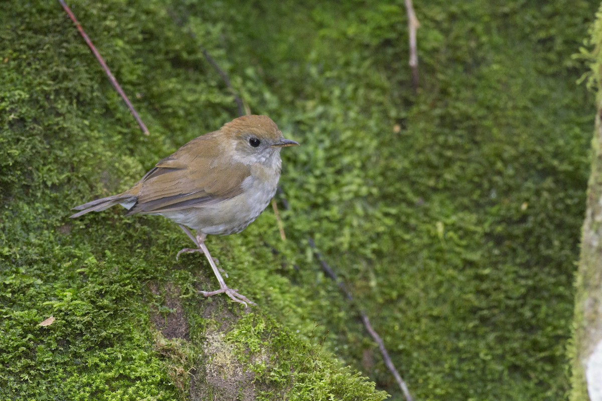 Ruddy-capped Nightingale-Thrush - ML92124731