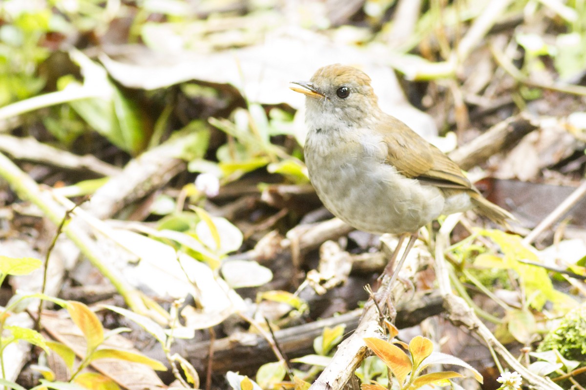 Ruddy-capped Nightingale-Thrush - ML92125401