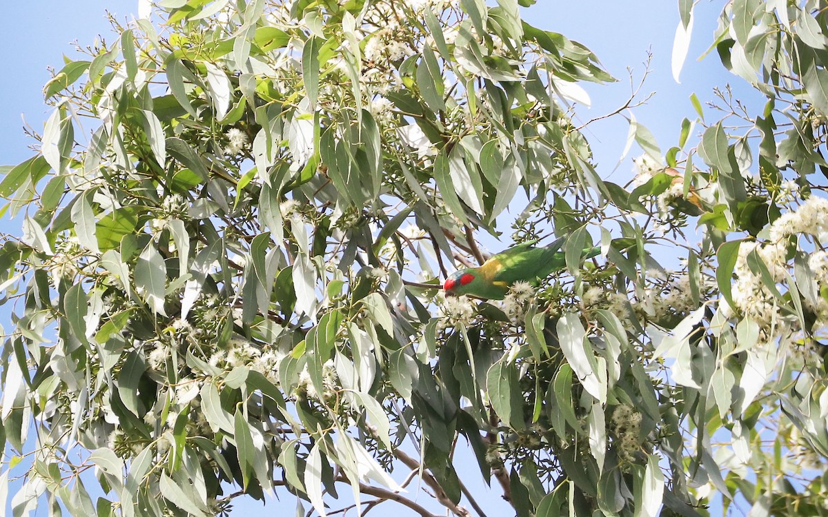 Musk Lorikeet - ML92125881