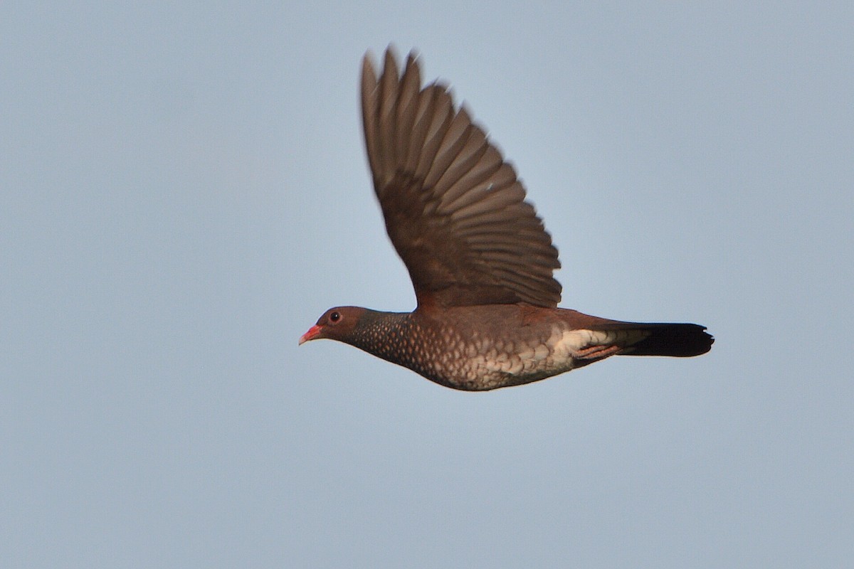 Scaled Pigeon - ML92126001