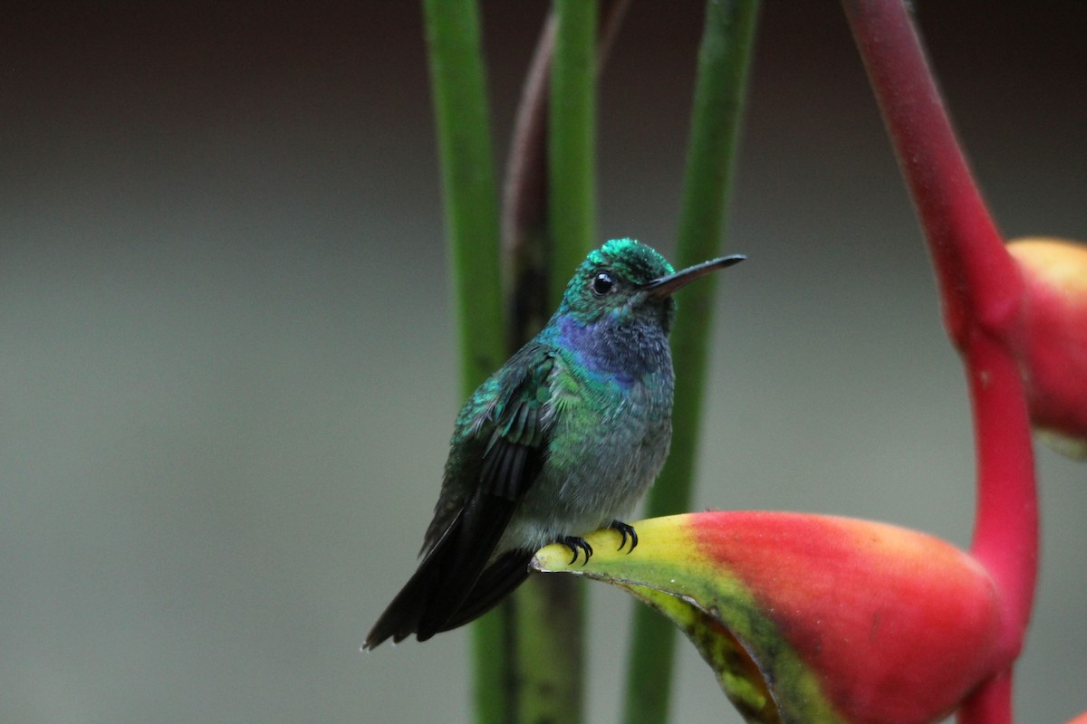 Charming Hummingbird - ML92126011