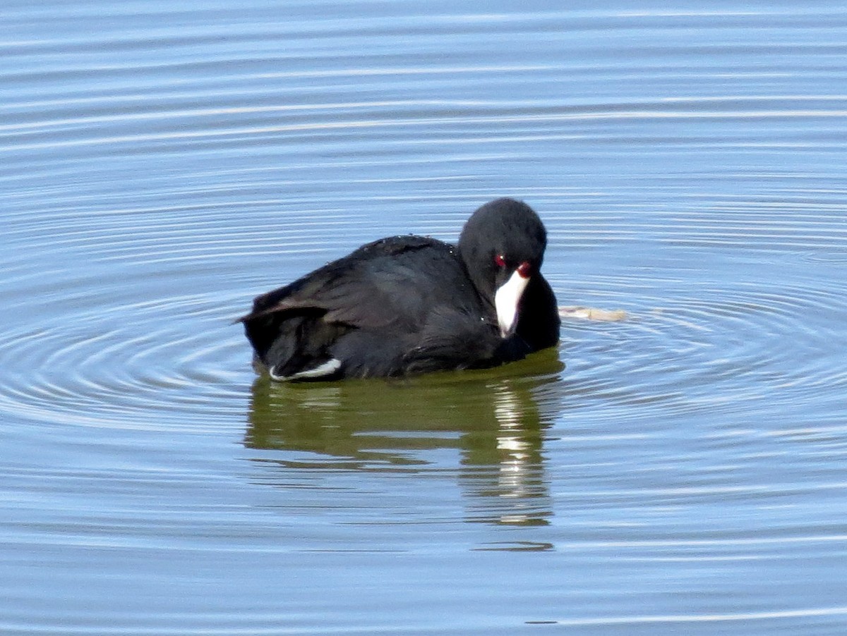 Foulque d'Amérique (forme à cachet rouge) - ML92126891