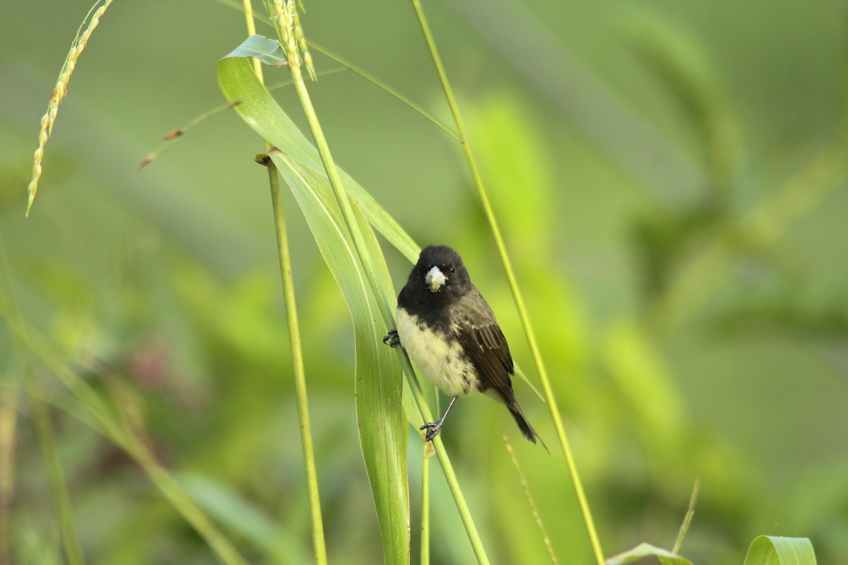 Yellow-bellied Seedeater - ML92126971
