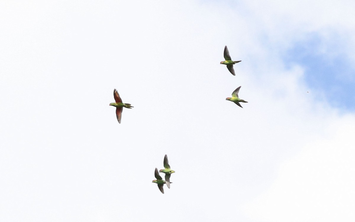 Musk Lorikeet - ML92128181