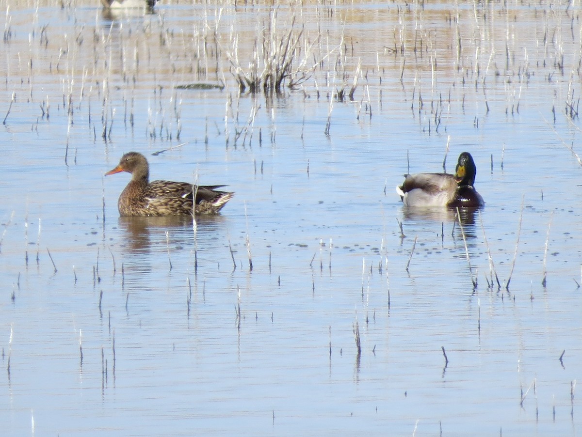 Canard colvert - ML92128251