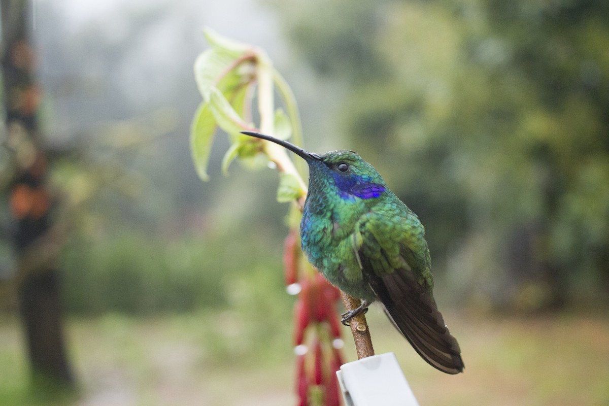 kolibřík modrouchý - ML92128261