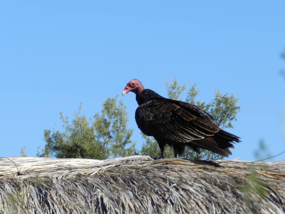 Turkey Vulture - Elyana Perez