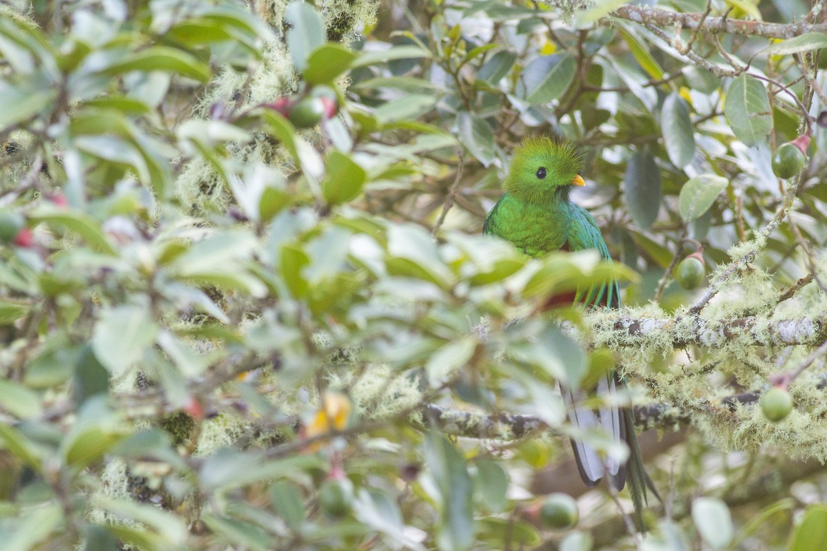 kvesal chocholatý - ML92128591