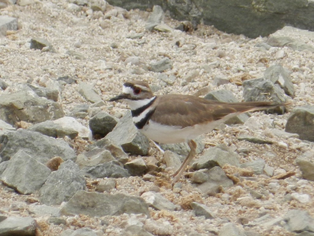 Killdeer - ML92128671