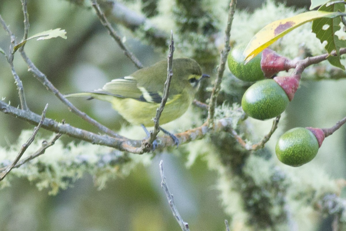 Yellow-winged Vireo - ML92128851
