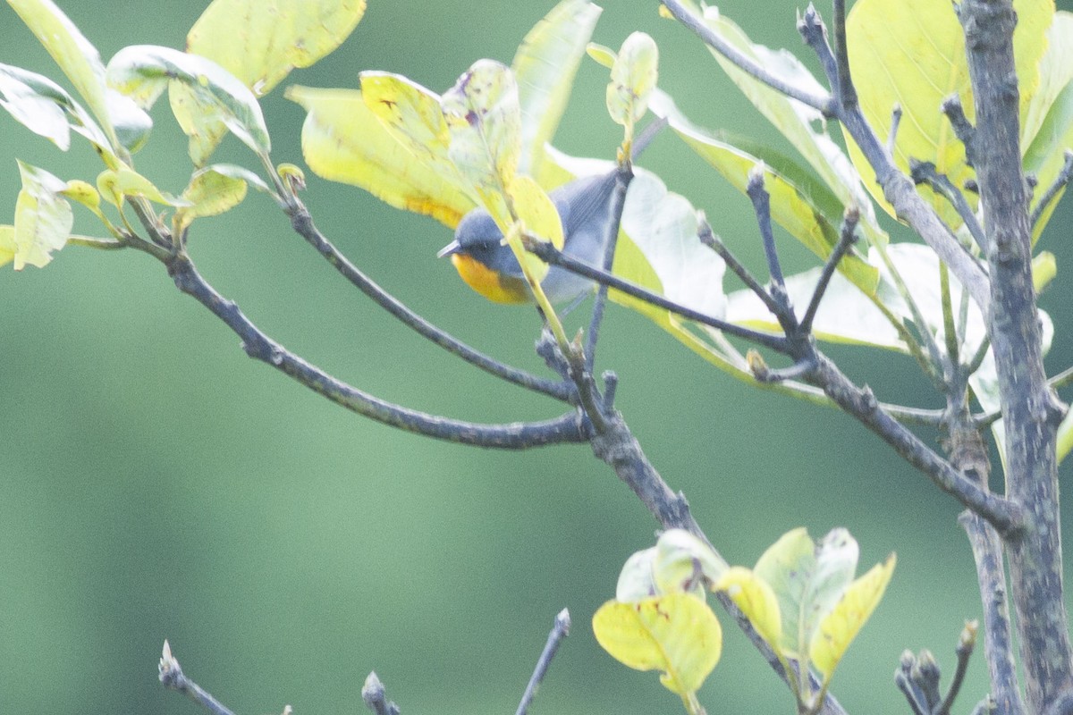 Flame-throated Warbler - ML92128941