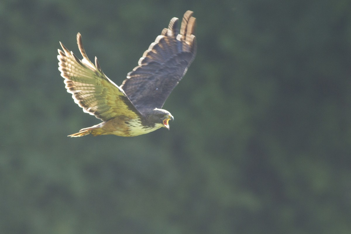 káně rudochvostá (ssp. costaricensis) - ML92129031